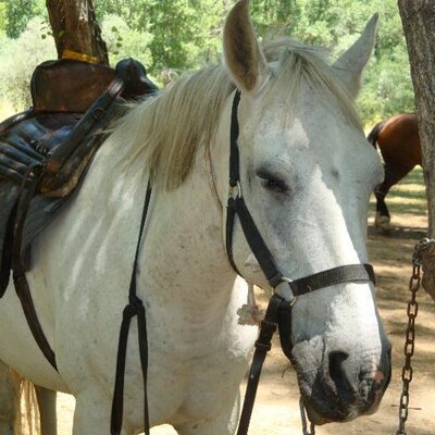 Profile Picture of Lucia Adrian Tovar (@luciaadriant) on Twitter