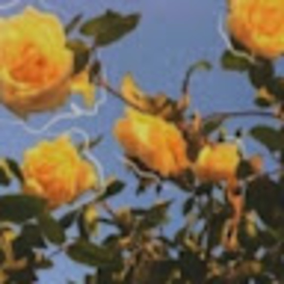 Profile Picture of Miranda Haneberg (@miranda70039) on Poshmark