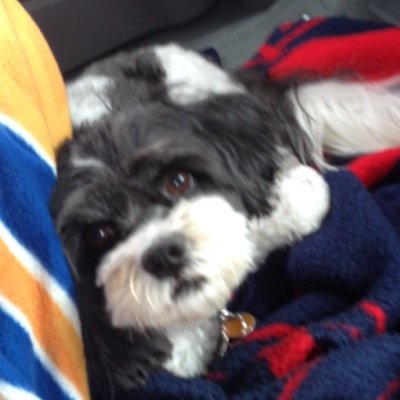 Profile Picture of Joseph Diers (@jdiers45) on Twitter