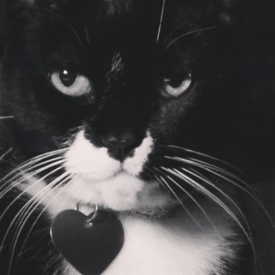 Profile Picture of Amy McMichael (@amysmcmichael) on Twitter