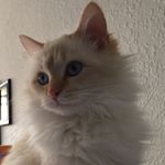 Profile Picture of EnderGuy15 (@nathanhallerman) on Instagram