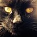 Profile Picture of Jason Myers (@myersonfire) on Pinterest
