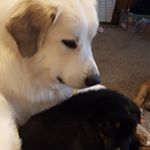 Profile Picture of Kathi Tulk Herren (@tulkherren) on Instagram