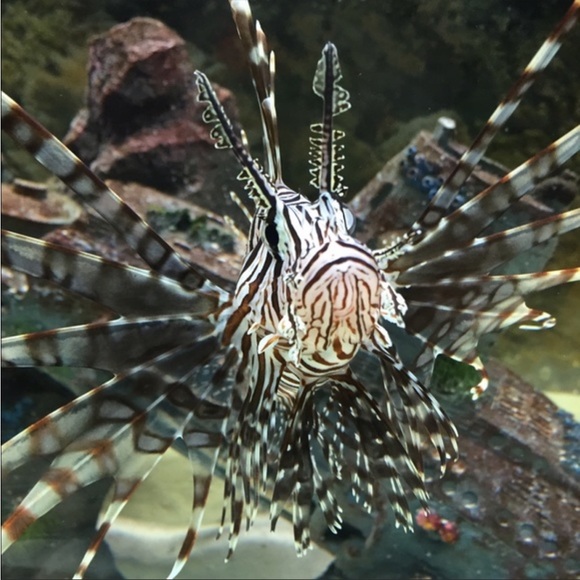 Profile Picture of Madison Pollmann (@madcat1738) on Poshmark