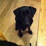 Profile Picture of ČÅŁŁÜM (@callum._.mcbain) on Instagram