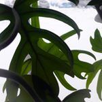 Profile Picture of Michael (@mi_toop) on Instagram