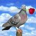 Profile Picture of Lisa Sharrif (@mdmosaraf.mdmosaraf.7568) on Facebook