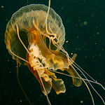 Profile Picture of Jonathan White (@jonathan 1971) on Flickr