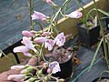 Profile Picture of Penstemon comarrhenuson Wikipedia