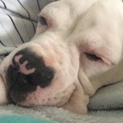 Profile Picture of Jessie Sheehan (@jessiedsheehan) on Twitter