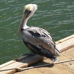 Profile Picture of David Verploegh (@floridapelican) on Instagram