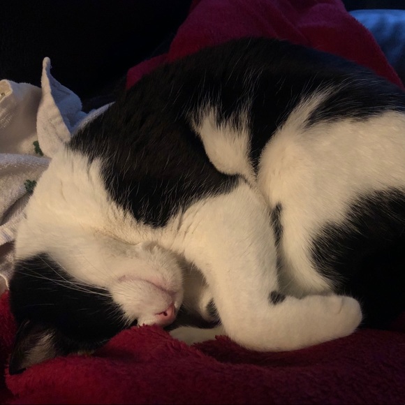 Profile Picture of Maureen Carollo (@mcarollo88) on Poshmark