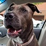 Steve Bodi - Instagram Profile Picture of Steve Bodi (@hdsoftailhabit) on Instagram