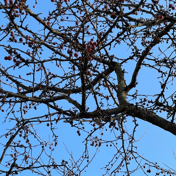 Profile Picture of Christine Taniguchi (@c_taniguchi) on Poshmark