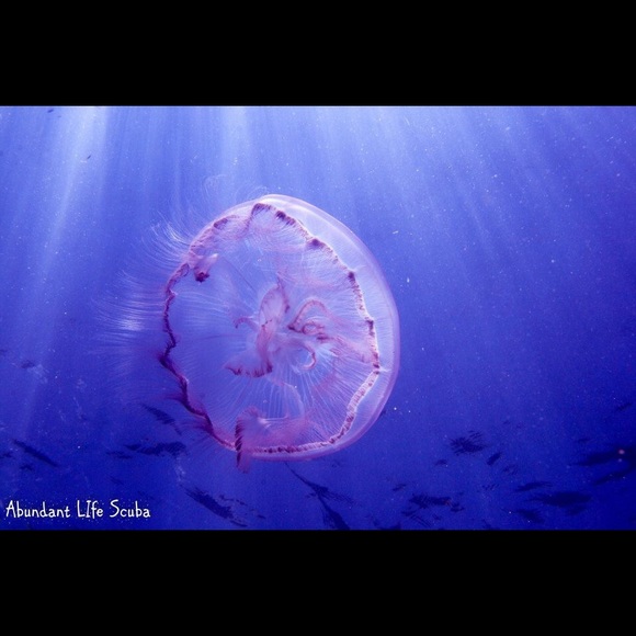 Profile Picture of Lorri Ballejos (@lballejos) on Poshmark