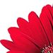 Profile Picture of Cindy McGrath (@cindymg9) on Pinterest