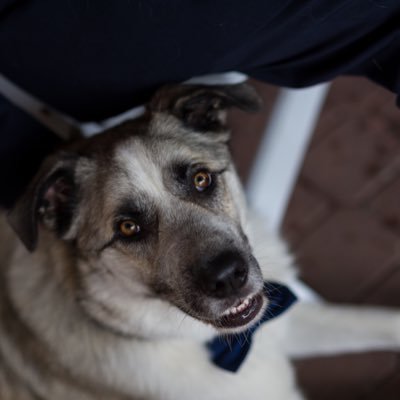 Profile Picture of Alexandra Jensen (@AliTheNewJensen) on Twitter