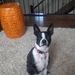 Profile Picture of Peter Sereda (@seredap1) on Pinterest