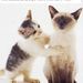 Profile Picture of Nichole Engelman (@nlkandres) on Pinterest