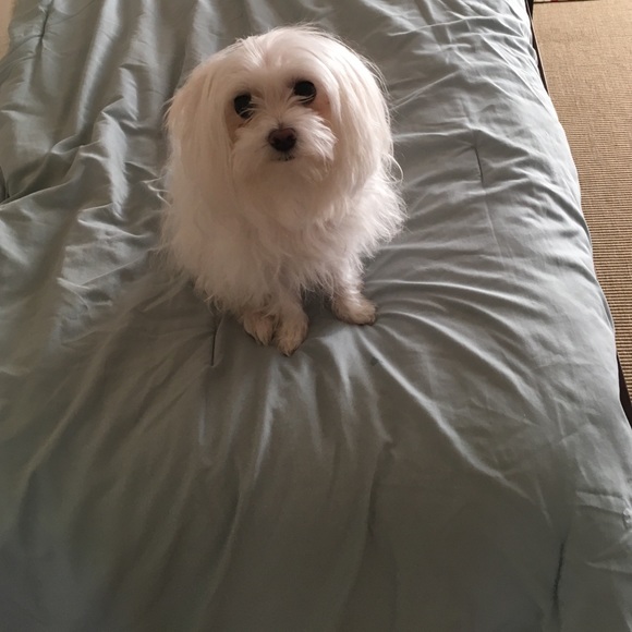 Profile Picture of Alba Alba (@zas04) on Poshmark