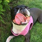 Profile Picture of Carla Bean (@carla_the_boston) on Instagram