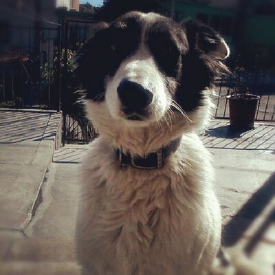 Profile Picture of David Olmos (@davidolmos999) on Twitter