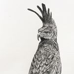 Profile Picture of Andrea Campbell Illustration (@andreacampbellillustration) on Instagram