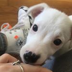 Profile Picture of Kira (@kiracorp_) on Instagram