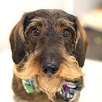 Profile Picture of Louis Matteo Stilla (@longlegslouis) on Instagram