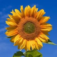 Profile Picture of Tery Kafanov (@tery-kafanov) on Quora