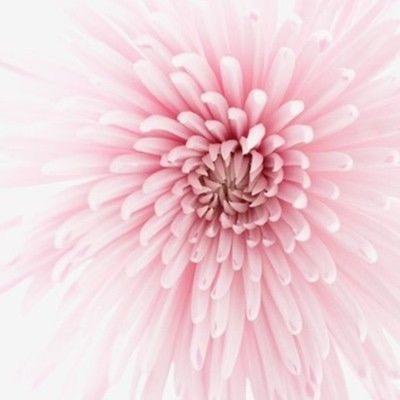 Profile Picture of Lora Bradshaw (@pinktalk) on Twitter