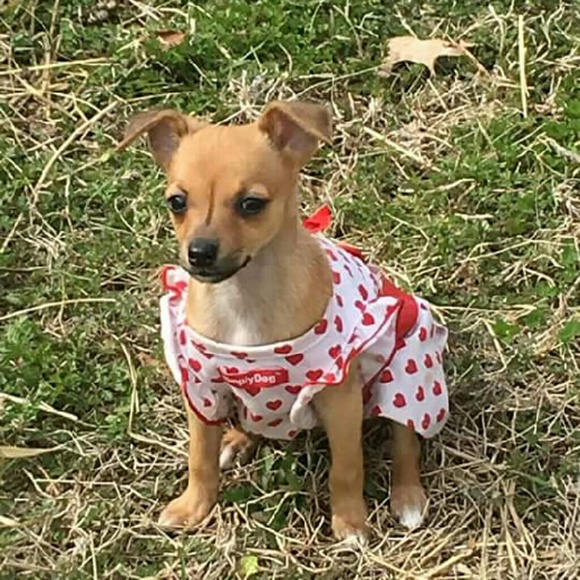 Profile Picture of Shelly Glenn (@shortybabe) on Poshmark