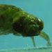 Profile Picture of Mark McPeek (@markamcpeek) on Pinterest