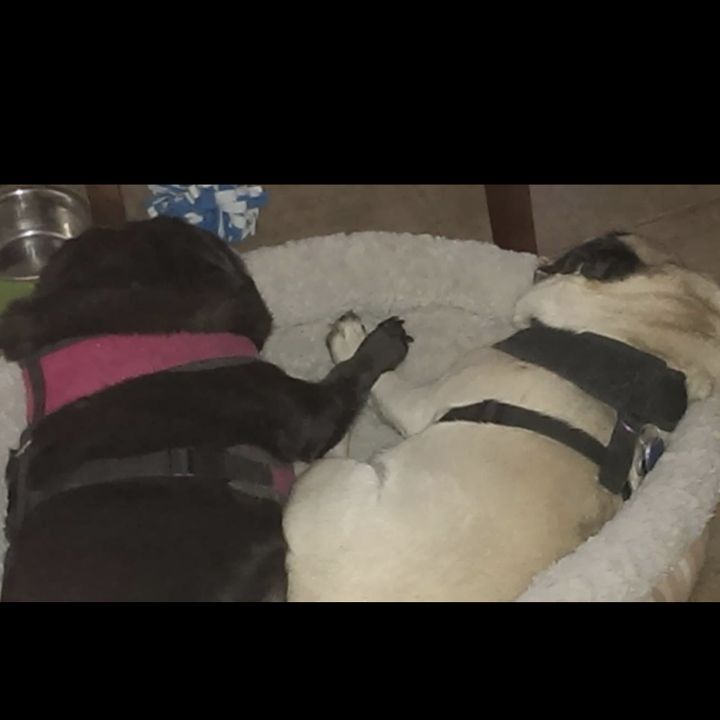 Profile Picture of Levi55 de deno🦖 (@leviabrams) on Tiktok