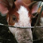 Profile Picture of Jesse Hain (@jessehain) on Instagram