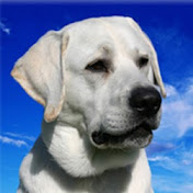 Profile Picture of Brian Pasienza (@JAMBRIE) on Youtube