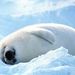 Profile Picture of SwaneyJr Jessey (@slps601561) on Pinterest