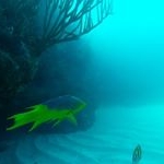Profile Picture of Tristan James (@global_reefs) on Instagram