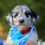 Profile Picture of Buddy Bean Pugh (@buddythepugh) on Instagram