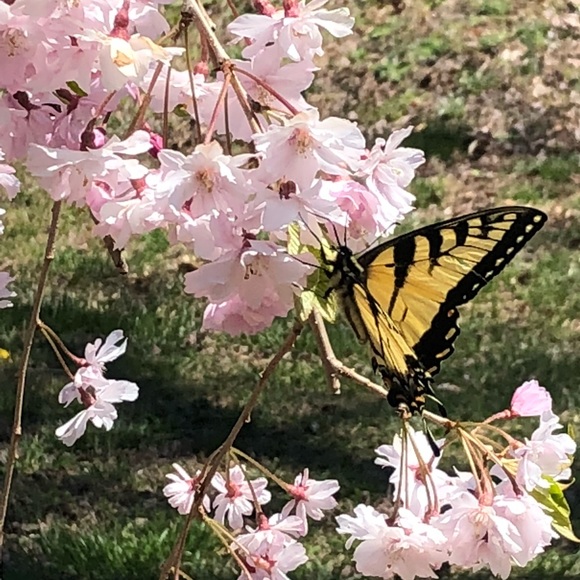 Profile Picture of Amanda Hamrick (@amandaham1100) on Poshmark