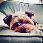 Cookie(Miles) - Instagram Profile Picture of Cookie(Miles) (@cookieme2005) on Instagram