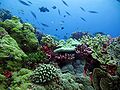 Profile Picture of Coral reefs of Kiribation Wikipedia