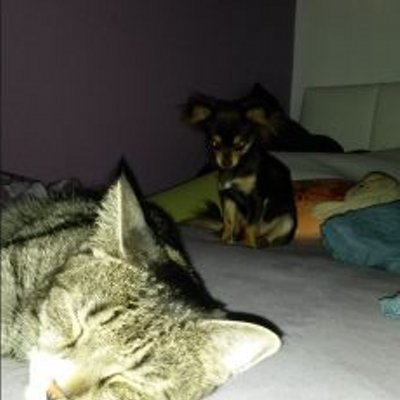 Profile Picture of Joshua Reichmann (@ReichmannJoshua) on Twitter