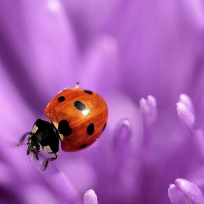 Profile Picture of Eddos (@EricZager) on Twitter