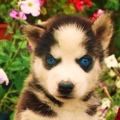 Profile Picture of Darius Thornton (@ThorntonDarius) on Twitter