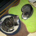 Profile Picture of Carrie Troutman (@cozziecuddles07) on Instagram