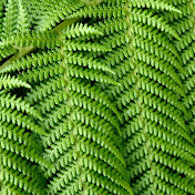 Profile Picture of Michael Heller (@sonicmikeminer) on Youtube