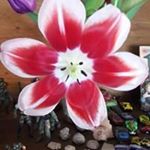 Profile Picture of Edith Pineda (@edith.pineda.12935) on Instagram