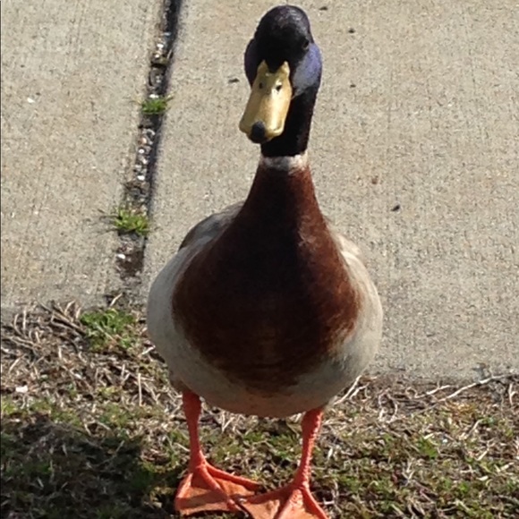 Profile Picture of Seth Roberson (@sethroberson) on Poshmark