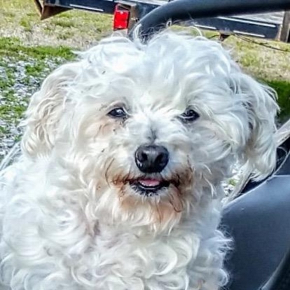 Profile Picture of Tammy Foster (@schnoodlepoodle) on Poshmark